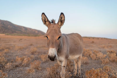 Portrait of a donkey standing on land at asinara island