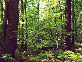 Trees in forest