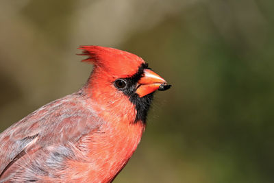 Close-up of a bird perching