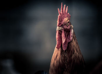 Close-up of an angry looking rooster