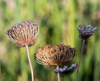 Close-up of wilted thistle on field