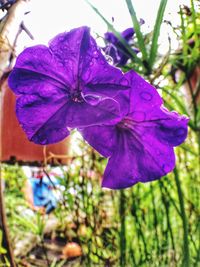 Close-up of purple flower blooming outdoors