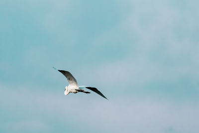 Low angle view of seagull flying