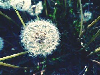 Close-up of dandelion against blurred background