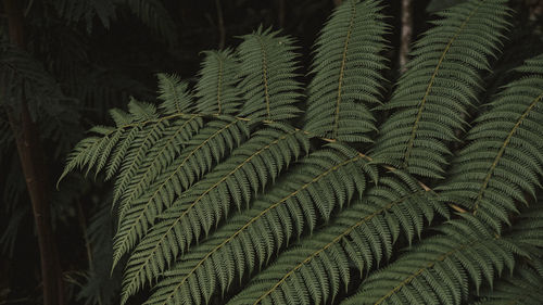 Close-up of fern