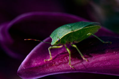 Close-up of insect on leaf