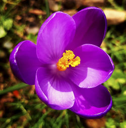 Close-up of purple crocus blooming outdoors