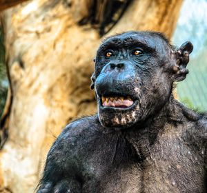 Old chimpanzee in zoo