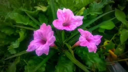 Close-up of pink flowering plant