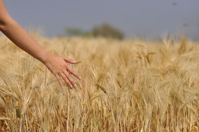 Close-up of wheat crops on field