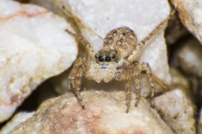 Close-up of spider on rock
