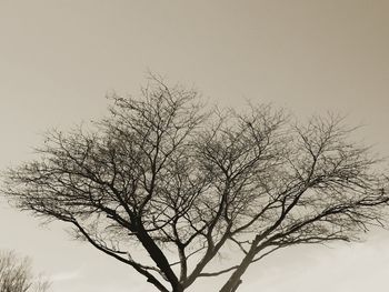 Close-up of tree against sky