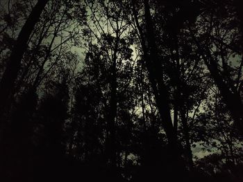 Low angle view of silhouette trees in forest against sky