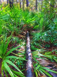 View of trees in forest