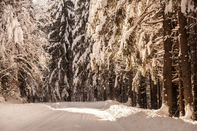 Close-up of snow