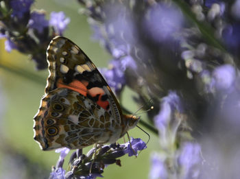 Close-up of butterfly on flower