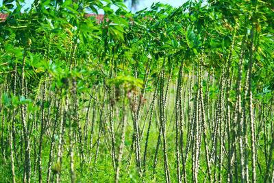 Full frame shot of bamboo trees