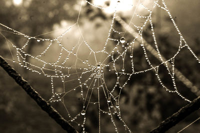 Close-up of water drops on spider web