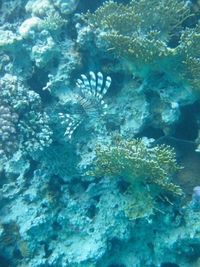 Jellyfish swimming in sea