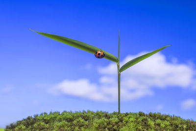 Close-up of green plant on field against blue sky