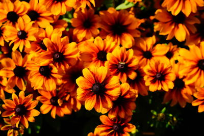 Close-up of yellow flowering plants