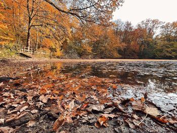 Sunlight falling on leaves during sunset
