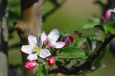 Close-up of insect on flower