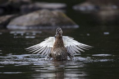 Bird flying over lake