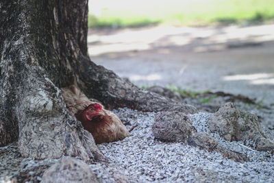 Close-up of a bird on tree trunk