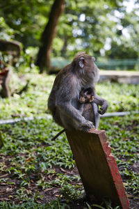 Close-up of monkey sitting on tree