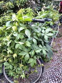 Plant growing on a wall