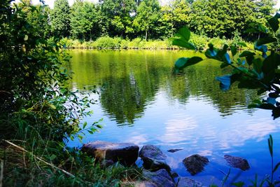 Scenic view of lake in forest