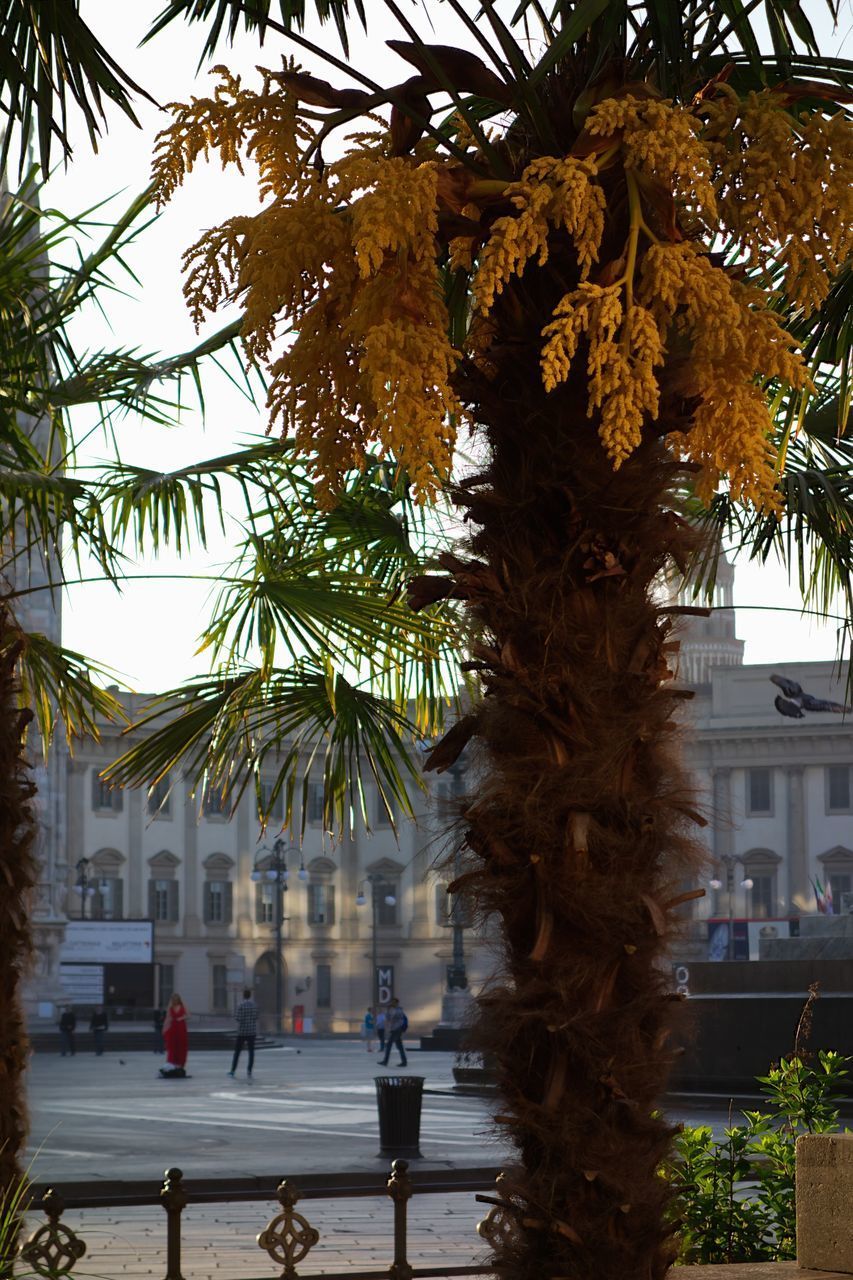 PALM TREES AND PLANTS IN CITY