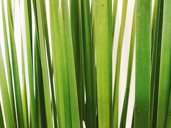 Full frame shot of palm leaf