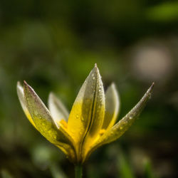 Close-up of yellow flowering plant