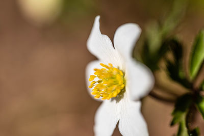 Close-up of white flowering plant