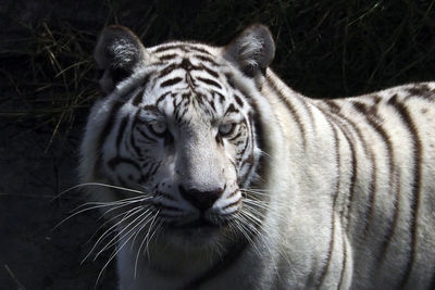 Close-up of a cat