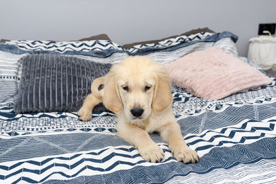 The male golden retriever puppy is lying on the bed on the sheets in the bedroom.