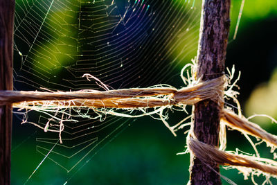 Close-up of spider on web