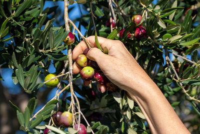 Ripe olives picking in pakostane, croatia