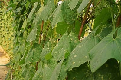 Close-up of raindrops on leaves