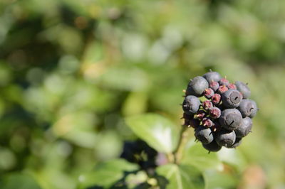 Close-up of berries growing on plant
