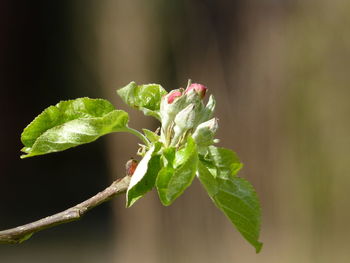 Close-up of plant growing outdoors