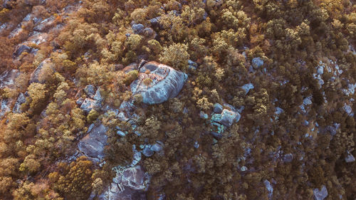 Close-up of coral swimming in sea