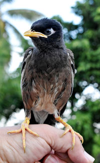 Close-up of hand holding bird