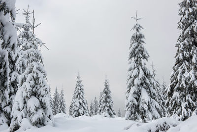 Snow covered pine trees against sky