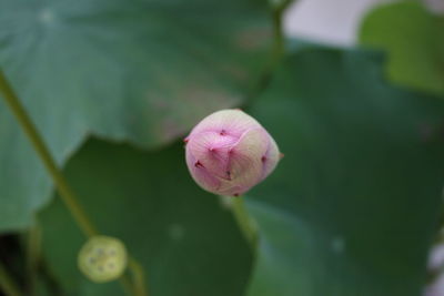 Close-up of pink lotus flower