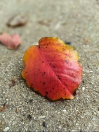 Close-up of red autumn leaf on rock