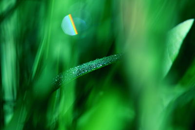 Close-up of water drops on grass