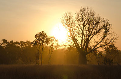 Bare trees on landscape at sunset